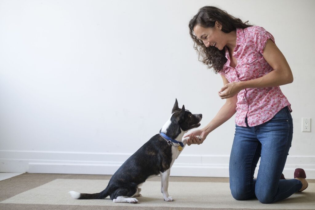 Signs You Should Find Best Dog Trainers in Nashville 